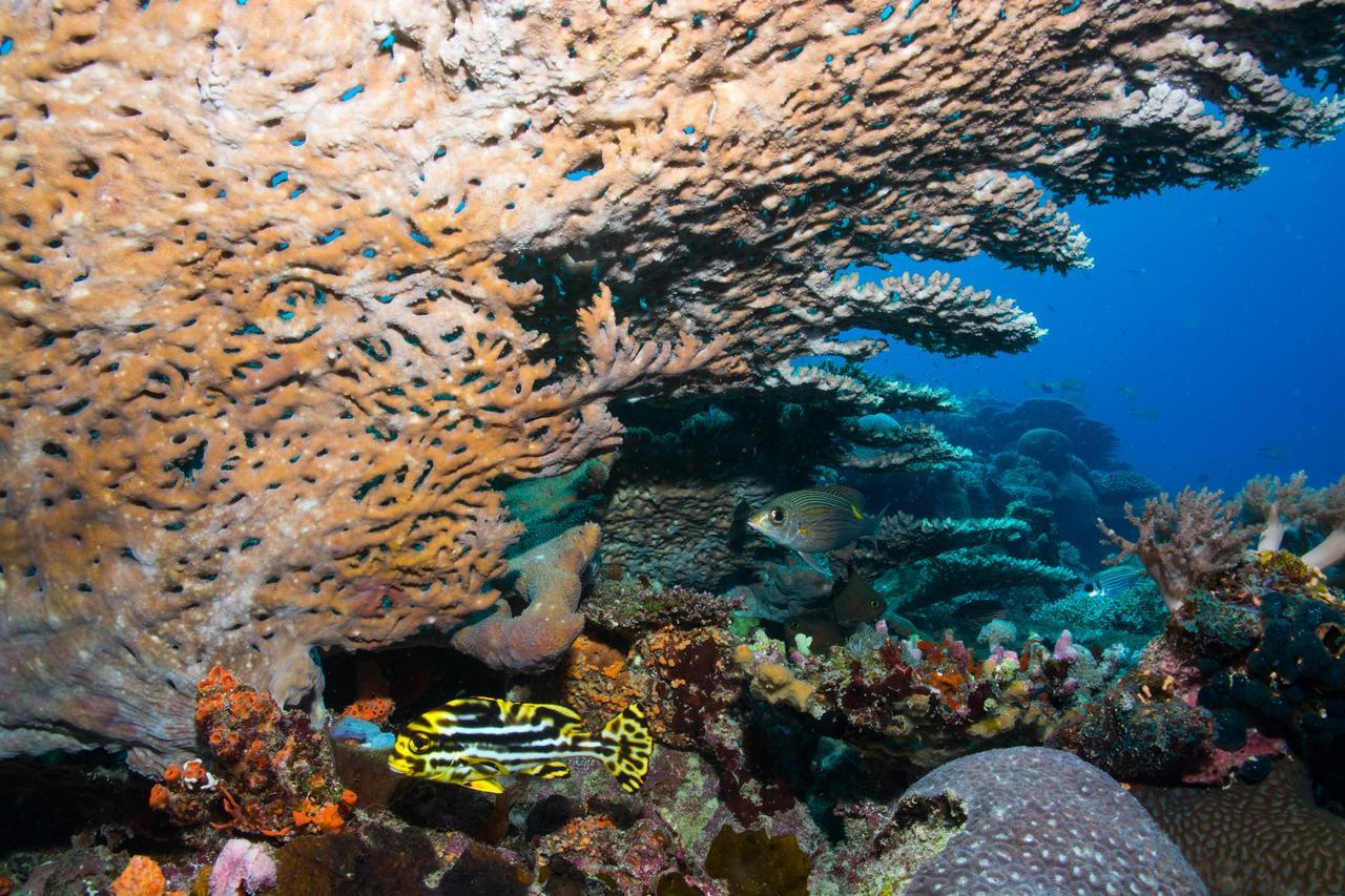 Gecko Nature Lodge Home Of Swahili Divers The Best Dive Center And Famous Gecko Restaurant Verani Exteriér fotografie