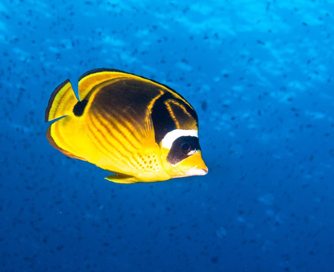 Gecko Nature Lodge Home Of Swahili Divers The Best Dive Center And Famous Gecko Restaurant Verani Exteriér fotografie