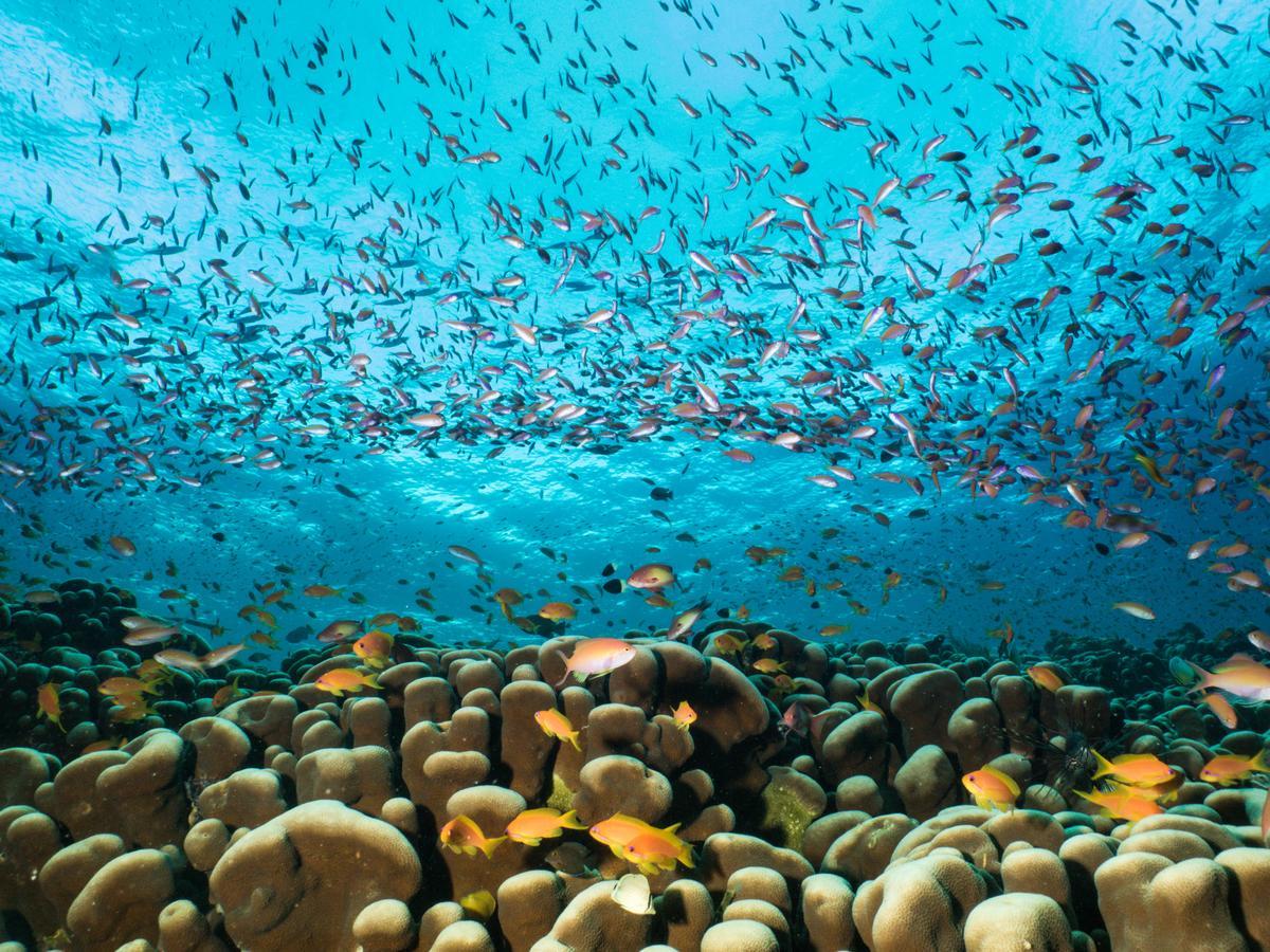 Gecko Nature Lodge Home Of Swahili Divers The Best Dive Center And Famous Gecko Restaurant Verani Exteriér fotografie