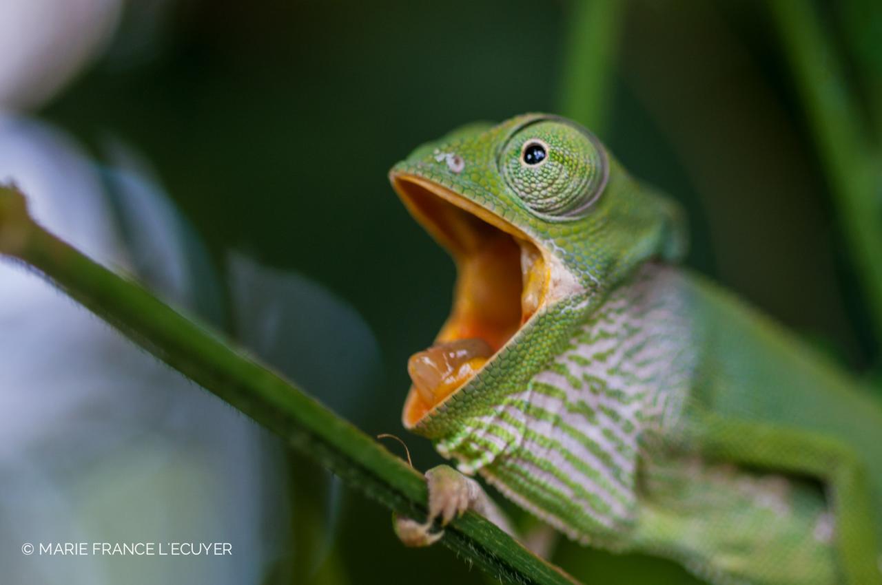 Gecko Nature Lodge Home Of Swahili Divers The Best Dive Center And Famous Gecko Restaurant Verani Exteriér fotografie