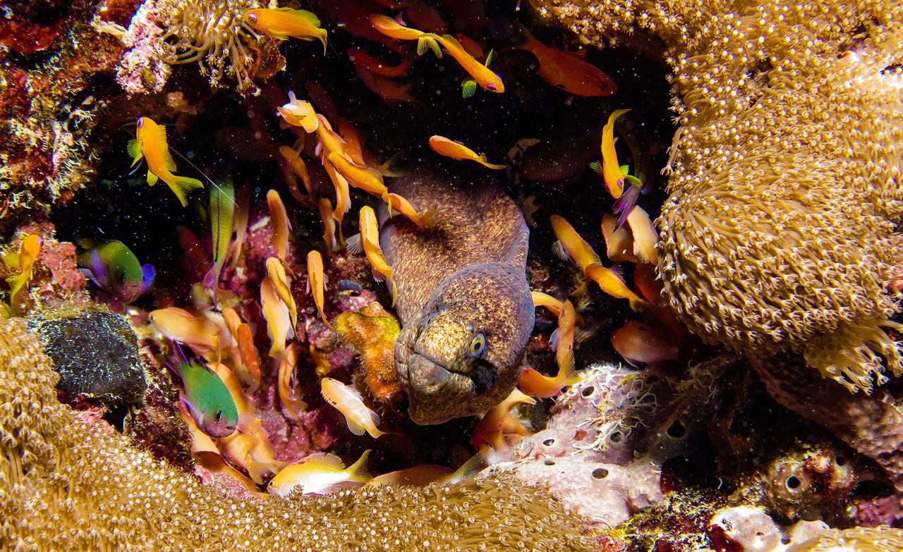 Gecko Nature Lodge Home Of Swahili Divers The Best Dive Center And Famous Gecko Restaurant Verani Exteriér fotografie