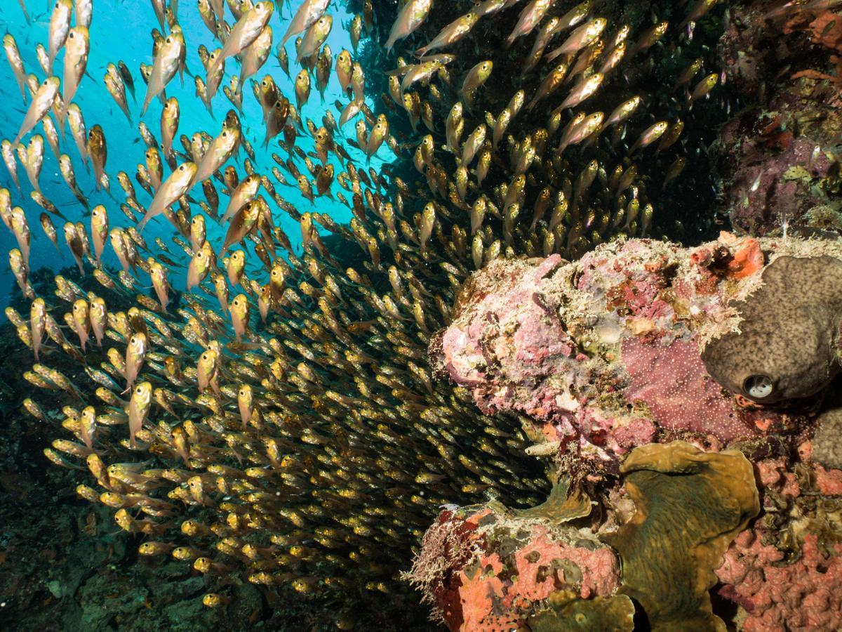 Gecko Nature Lodge Home Of Swahili Divers The Best Dive Center And Famous Gecko Restaurant Verani Exteriér fotografie