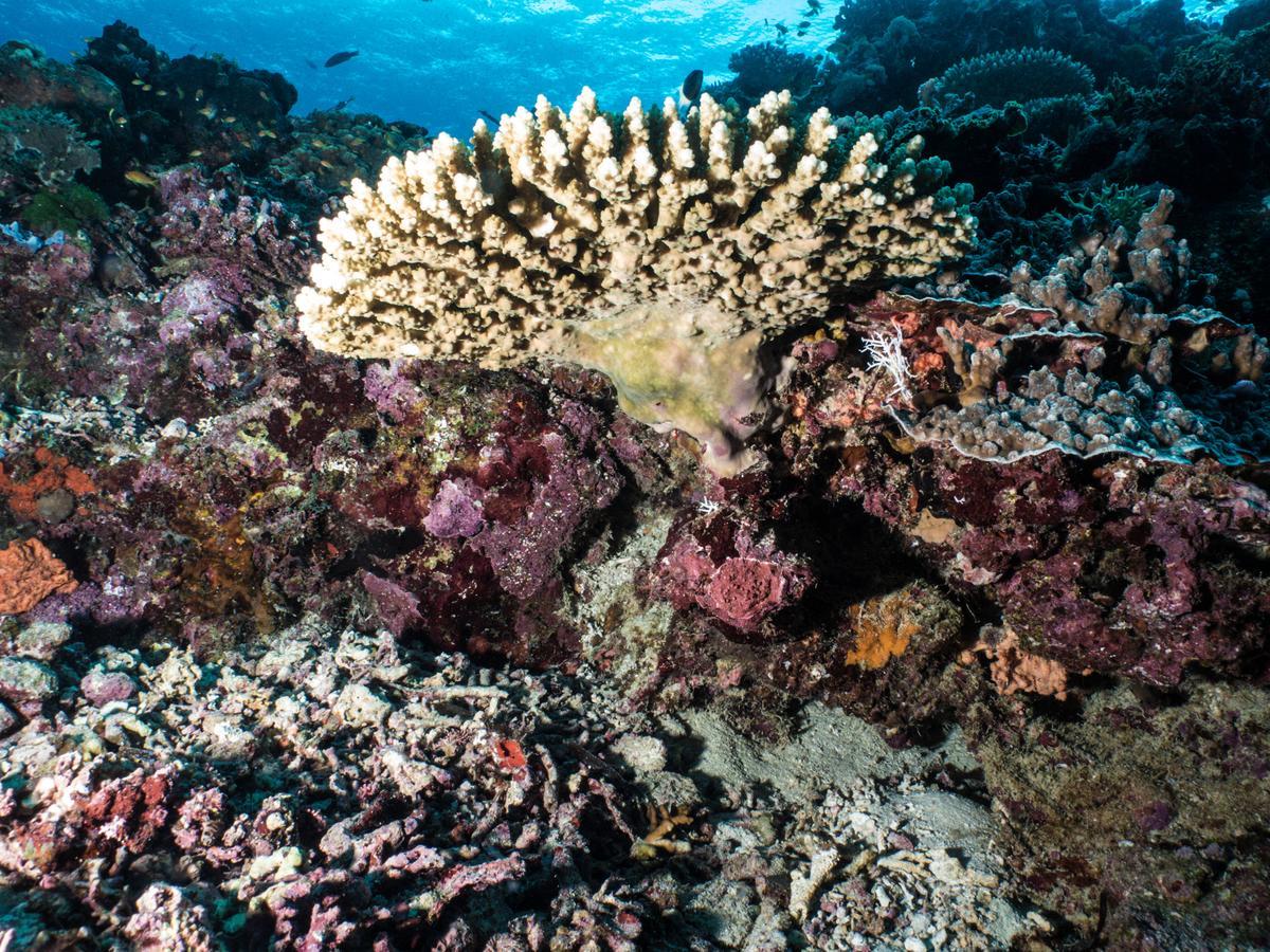 Gecko Nature Lodge Home Of Swahili Divers The Best Dive Center And Famous Gecko Restaurant Verani Exteriér fotografie