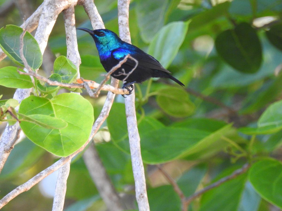 Gecko Nature Lodge Home Of Swahili Divers The Best Dive Center And Famous Gecko Restaurant Verani Exteriér fotografie