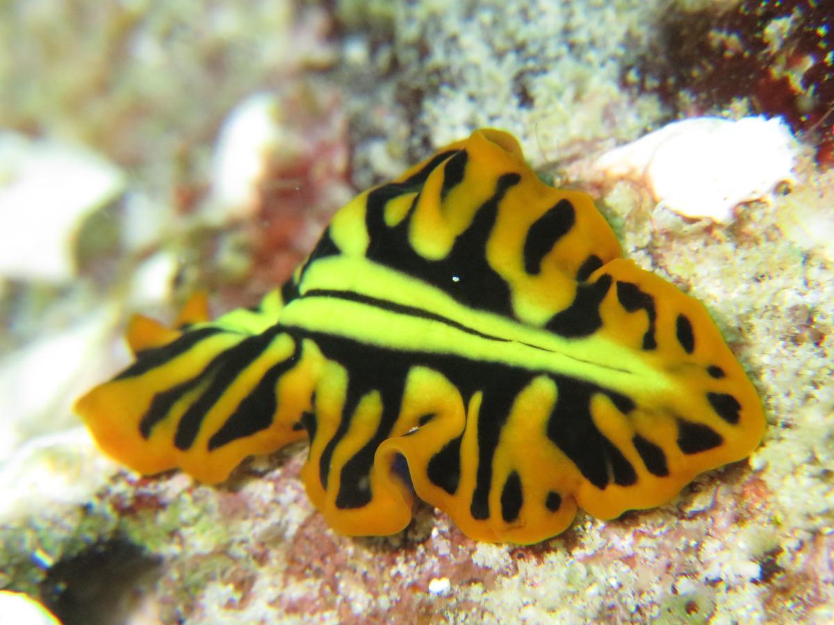 Gecko Nature Lodge Home Of Swahili Divers The Best Dive Center And Famous Gecko Restaurant Verani Exteriér fotografie