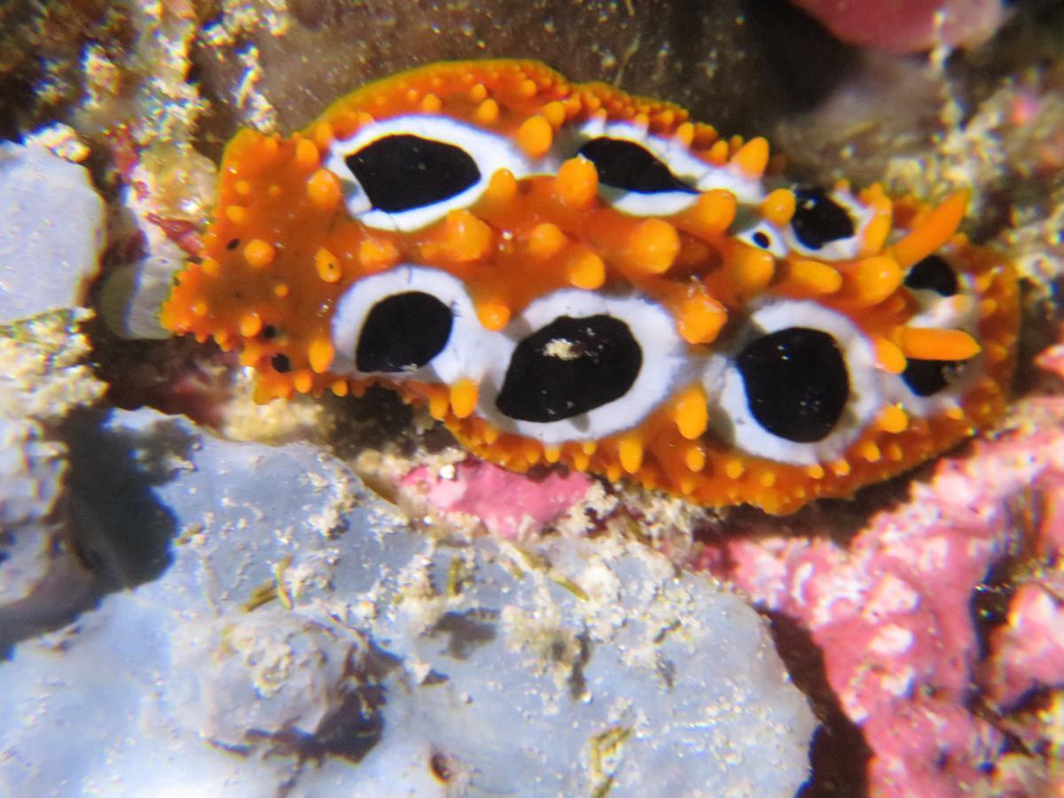 Gecko Nature Lodge Home Of Swahili Divers The Best Dive Center And Famous Gecko Restaurant Verani Exteriér fotografie