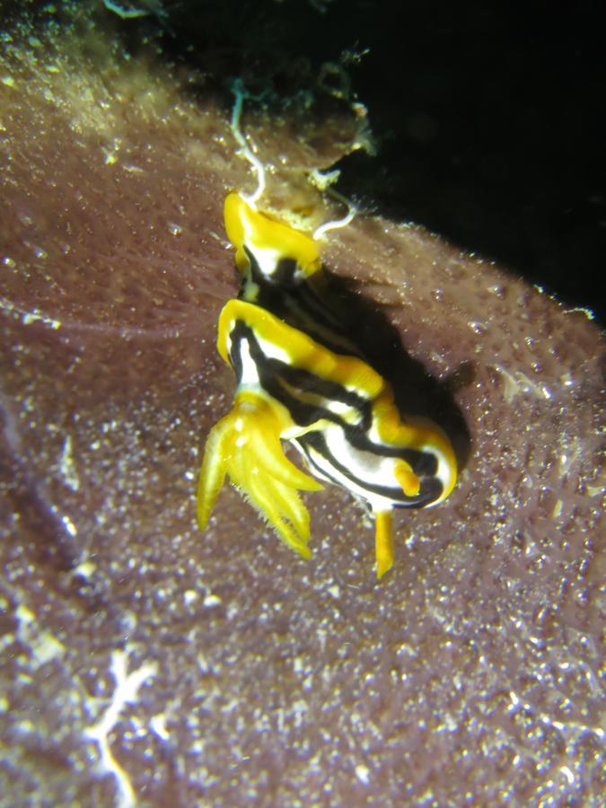 Gecko Nature Lodge Home Of Swahili Divers The Best Dive Center And Famous Gecko Restaurant Verani Exteriér fotografie