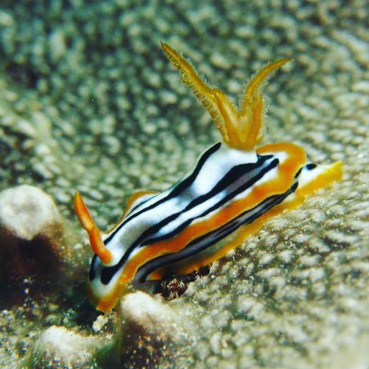 Gecko Nature Lodge Home Of Swahili Divers The Best Dive Center And Famous Gecko Restaurant Verani Exteriér fotografie