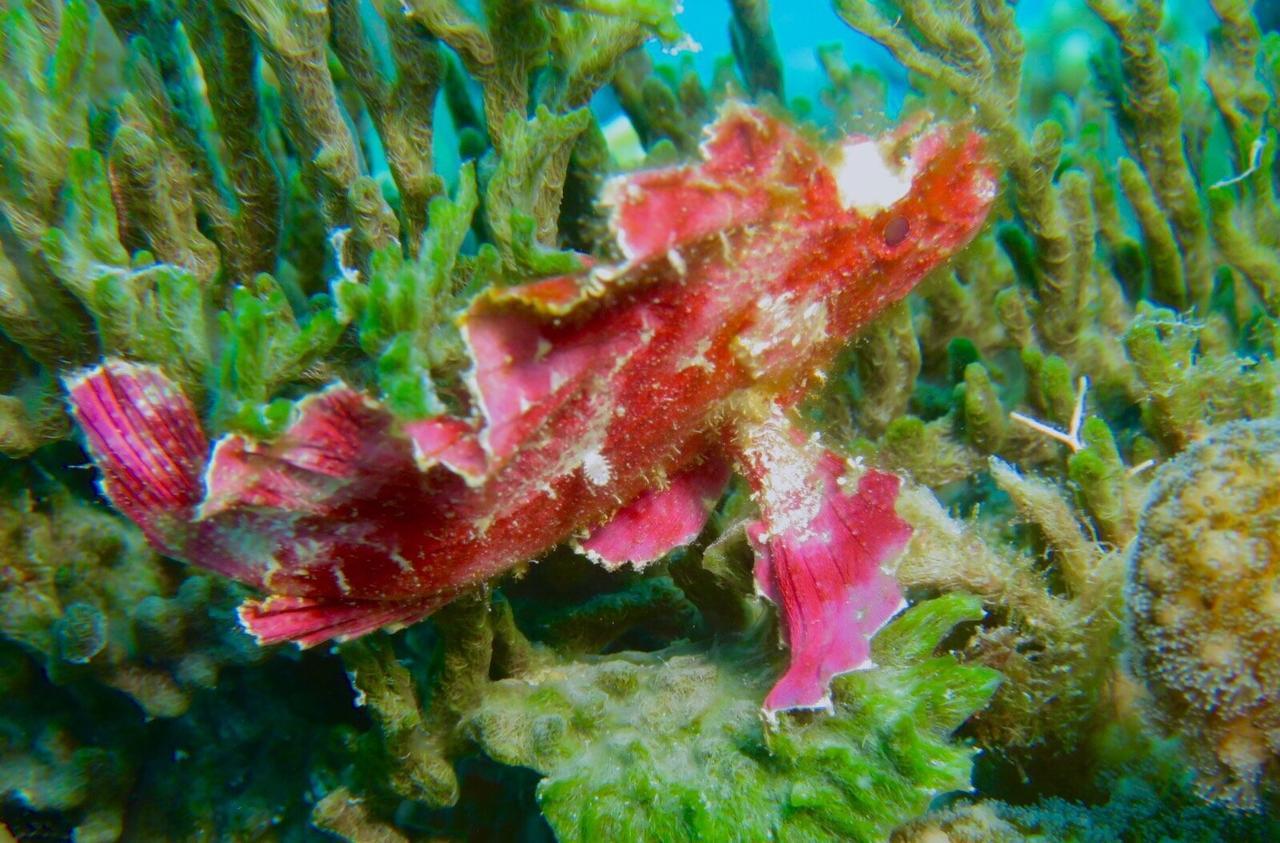 Gecko Nature Lodge Home Of Swahili Divers The Best Dive Center And Famous Gecko Restaurant Verani Exteriér fotografie