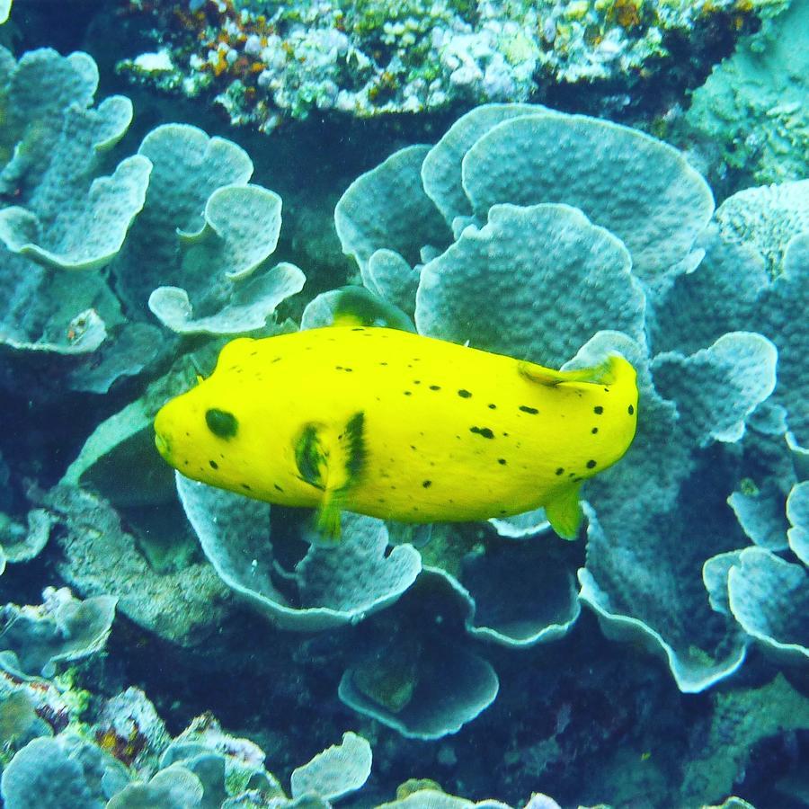 Gecko Nature Lodge Home Of Swahili Divers The Best Dive Center And Famous Gecko Restaurant Verani Exteriér fotografie