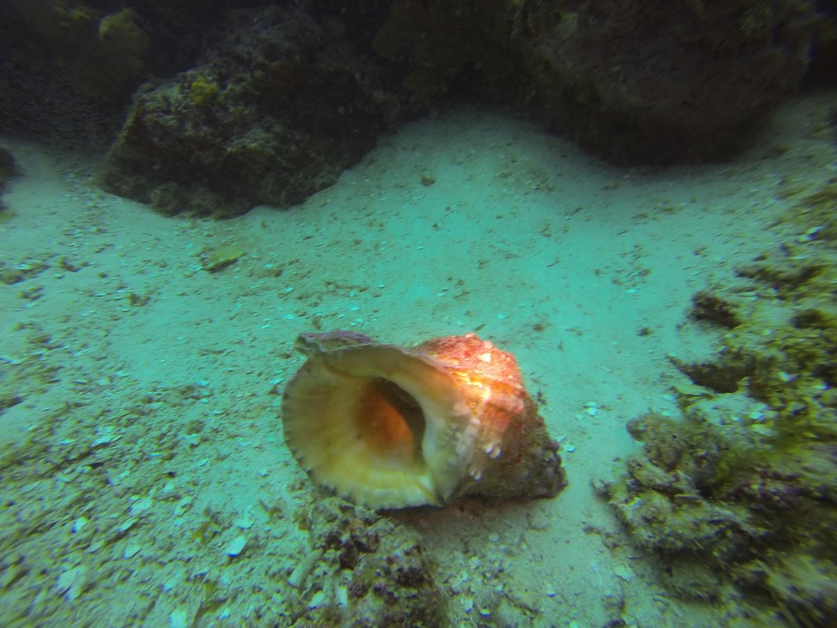 Gecko Nature Lodge Home Of Swahili Divers The Best Dive Center And Famous Gecko Restaurant Verani Exteriér fotografie